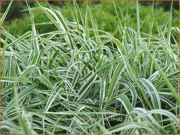 Phalaris arundinacea 'Picta' | Rietgras, Kanariegras