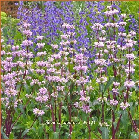 Phlomis tuberosa | Brandkruid