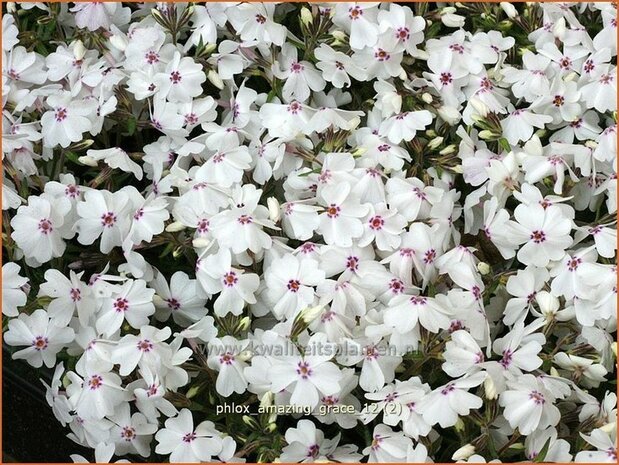 Phlox 'Amazing Grace' | Vlambloem, Kruipphlox