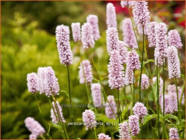 Persicaria bistorta | Duizendknoop, Adderwortel