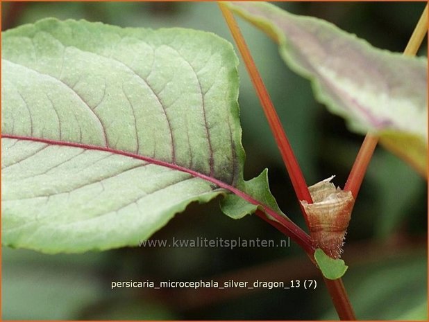 Persicaria microcephala 'Silver Dragon' | Duizendknoop, Adderwortel