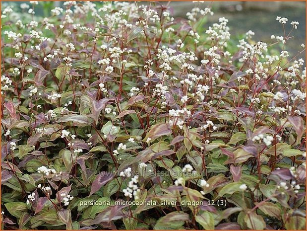 Persicaria microcephala 'Silver Dragon' | Duizendknoop, Adderwortel