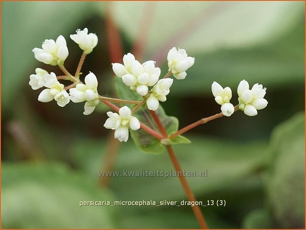 Persicaria microcephala 'Silver Dragon' | Duizendknoop, Adderwortel