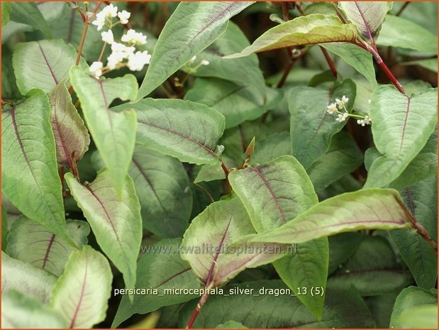 Persicaria microcephala 'Silver Dragon' | Duizendknoop, Adderwortel