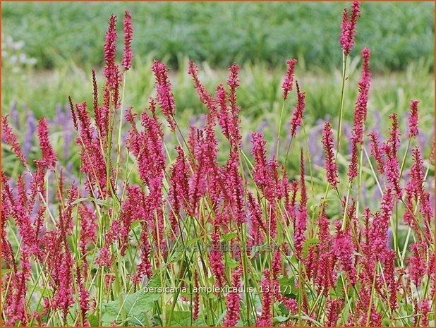 Persicaria amplexicaulis | Doorgroeide duizendknoop, Adderwortel, Duizendknoop | Kerzenknöterich | Mountain Fleece