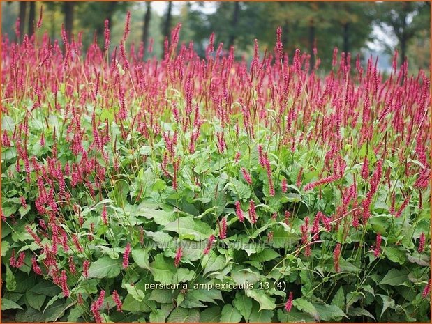 Persicaria amplexicaulis | Doorgroeide duizendknoop, Adderwortel, Duizendknoop | Kerzenknöterich | Mountain Fleece