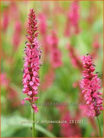 Persicaria amplexicaulis | Doorgroeide duizendknoop, Adderwortel, Duizendknoop | Kerzenknöterich | Mountain Fleece