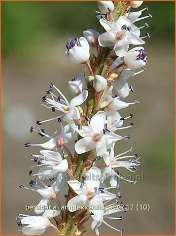 Persicaria amplexicaulis 'Alba' | Duizendknoop, Adderwortel
