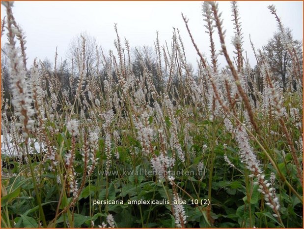 Persicaria amplexicaulis 'Alba' | Duizendknoop, Adderwortel