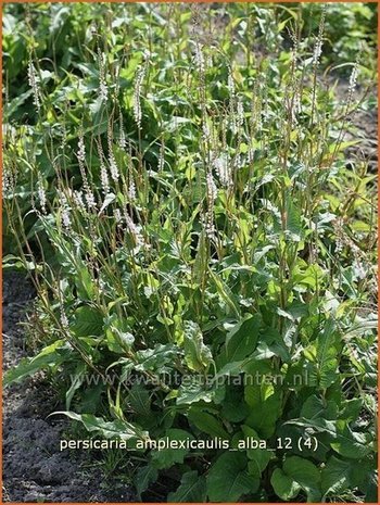 Persicaria amplexicaulis 'Alba' | Duizendknoop, Adderwortel