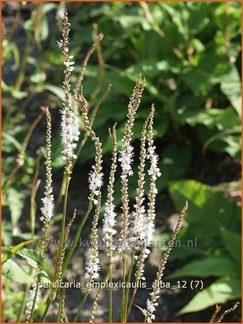 Persicaria amplexicaulis 'Alba' | Duizendknoop, Adderwortel