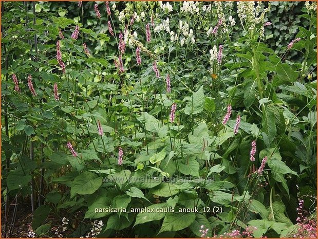 Persicaria amplexicaulis 'Anouk' | Duizendknoop, Adderwortel