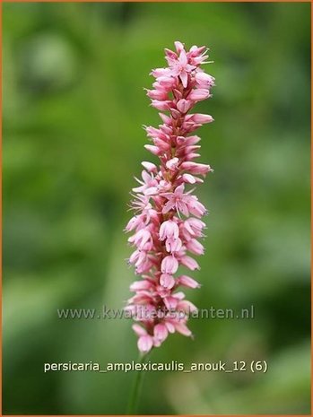 Persicaria amplexicaulis 'Anouk' | Duizendknoop, Adderwortel