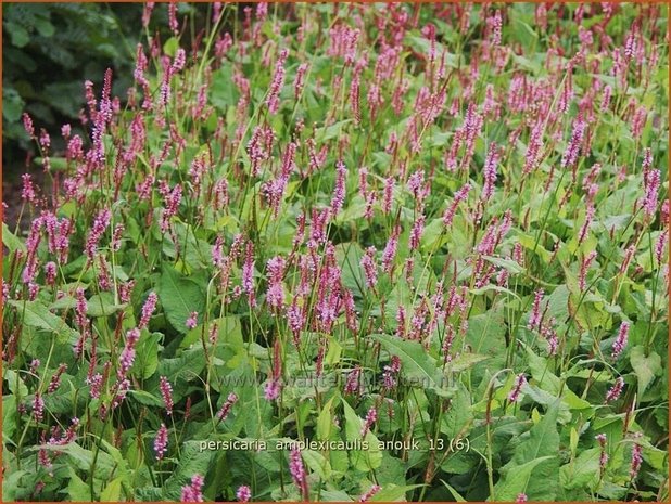 Persicaria amplexicaulis 'Anouk' | Duizendknoop, Adderwortel