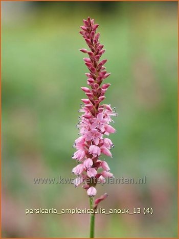 Persicaria amplexicaulis 'Anouk' | Duizendknoop, Adderwortel