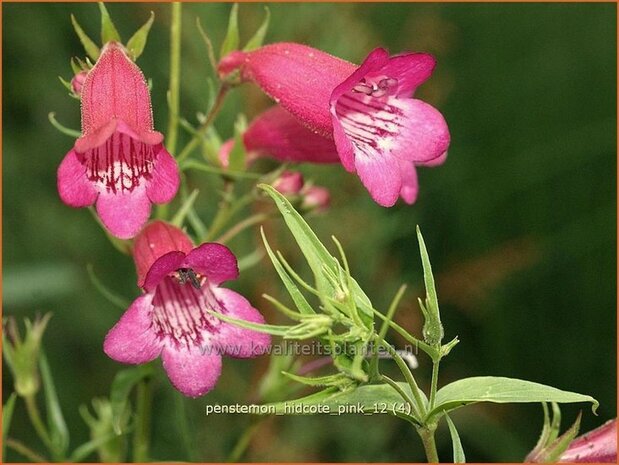 Penstemon 'Hidcote Pink' | Schildpadbloem, Slangenkop