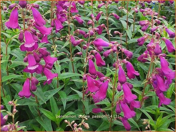 Penstemon 'Purple Passion' | Schildpadbloem, Slangenkop