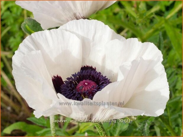 Papaver orientale 'Royal Wedding' | Oosterse papaver, Oosterse klaproos