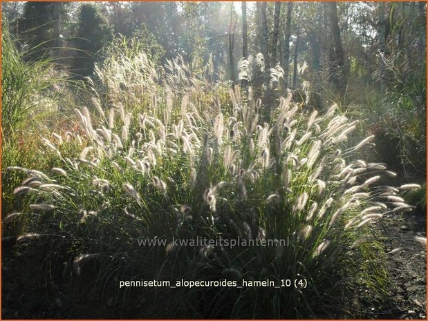 Pennisetum alopecuroides 'Hameln' | Lampenpoetsersgras, Borstelveergras | Lampenputzergras