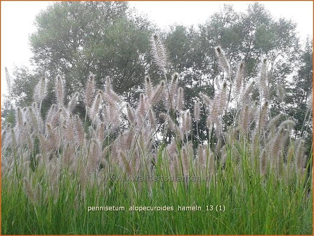 Pennisetum alopecuroides 'Hameln' | Lampenpoetsersgras, Borstelveergras | Lampenputzergras