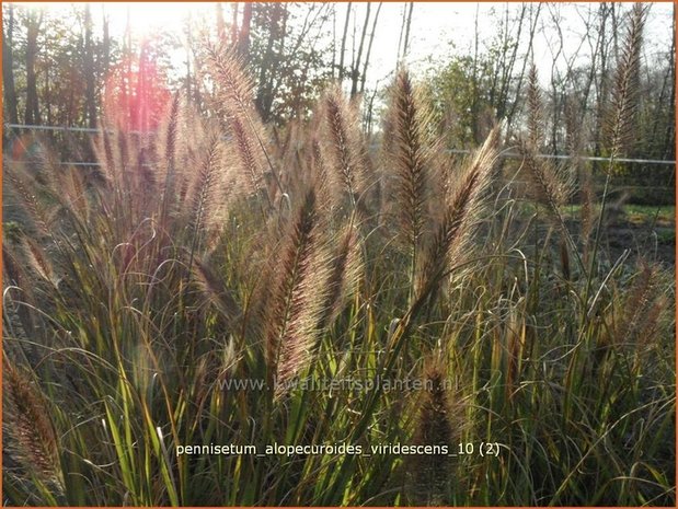 Pennisetum alopecuroides 'Viridescens' | Lampenpoetsersgras