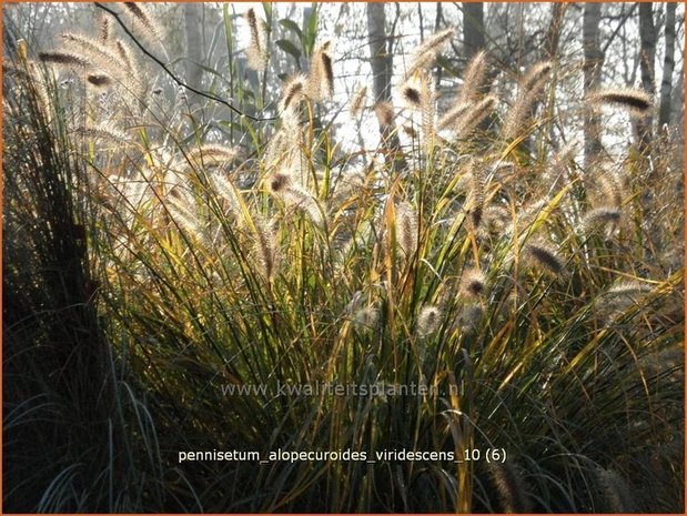 Pennisetum alopecuroides 'Viridescens' | Lampenpoetsersgras