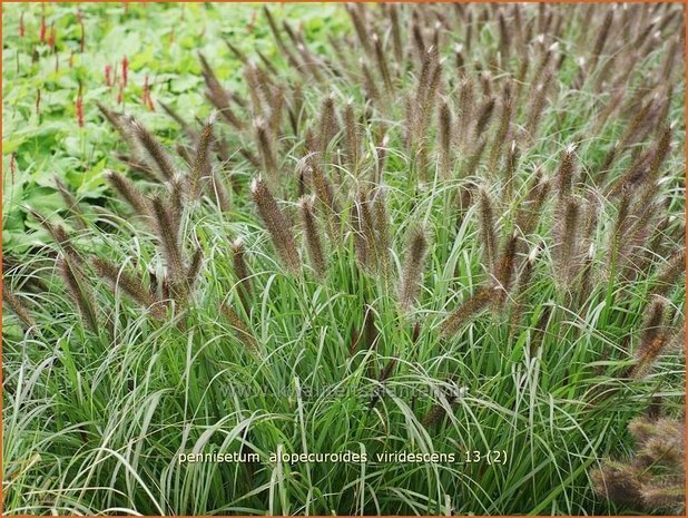 Pennisetum alopecuroides 'Viridescens' | Lampenpoetsersgras