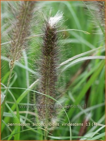 Pennisetum alopecuroides 'Viridescens' | Lampenpoetsersgras