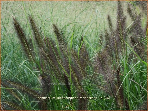 Pennisetum alopecuroides 'Viridescens' | Lampenpoetsersgras