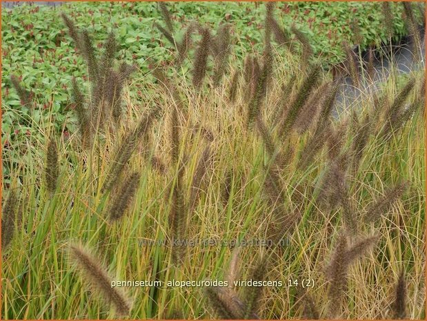 Pennisetum alopecuroides 'Viridescens' | Lampenpoetsersgras