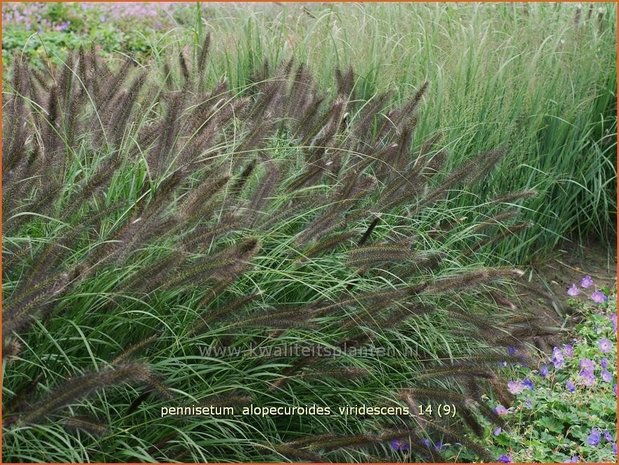 Pennisetum alopecuroides 'Viridescens' | Lampenpoetsersgras