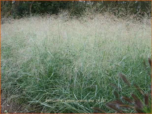 Panicum virgatum 'Prairie Sky' | Vingergras, Parelgierst | Rutenhirse