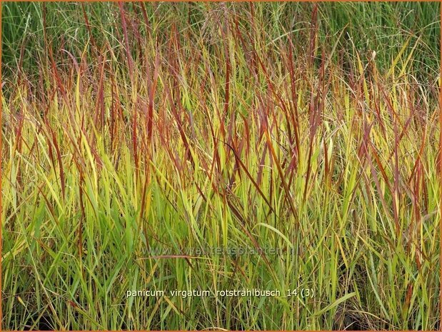 Panicum virgatum 'Rotstrahlbusch' | Vingergras, Parelgierst