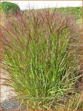 Panicum virgatum 'Squaw' | Vingergras, Parelgierst