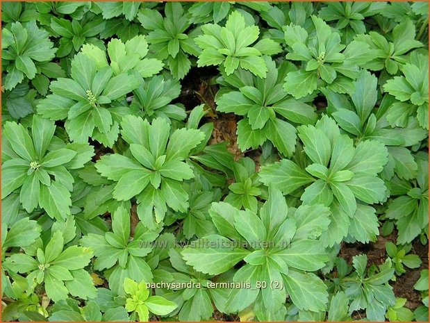 Pachysandra terminalis | Schaduwkruid, Dikkemanskruid | Endständiger Ysander