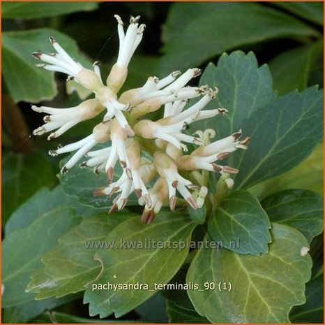 Pachysandra terminalis | Schaduwkruid, Dikkemanskruid | Endständiger Ysander