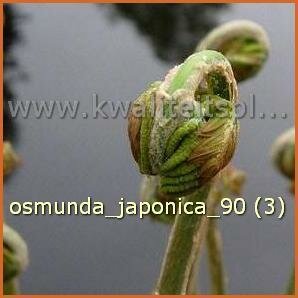 Osmunda japonica | Koningsvaren
