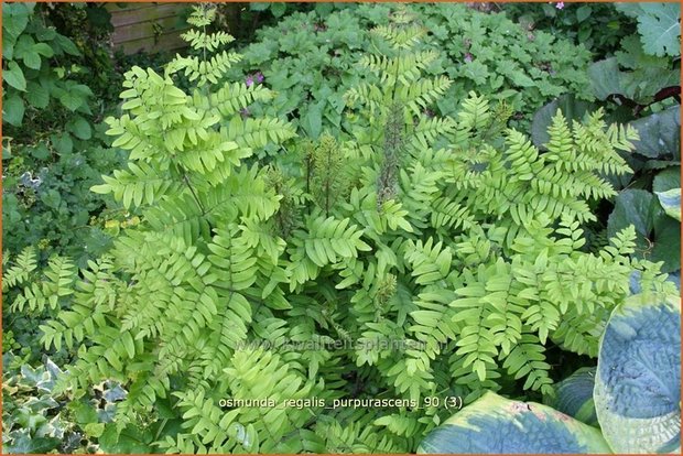 Osmunda regalis 'Purpurascens' | Koningsvaren