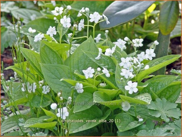 Omphalodes verna 'Alba' | Amerikaans vergeet-mij-nietjeOmphalodes verna 'Alba' | Amerikaans vergeet