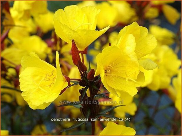 Oenothera fruticosa 'Sonnenwende' | Teunisbloem | Strauchige Nachtkerze