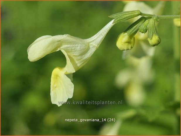 Nepeta govaniana | Kattekruid, Kattenkruid