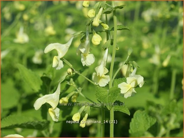 Nepeta govaniana | Kattekruid, Kattenkruid