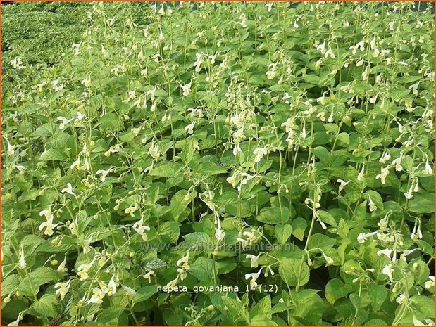 Nepeta govaniana | Kattekruid, Kattenkruid