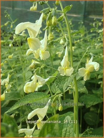 Nepeta govaniana | Kattekruid, Kattenkruid