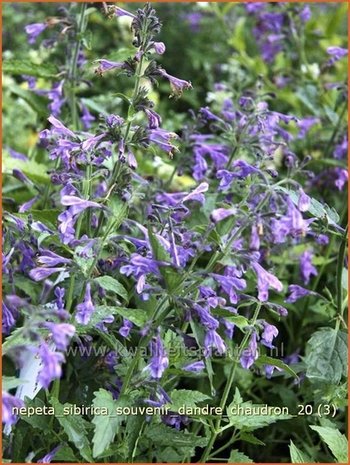 Nepeta sibirica 'Souvenir d'Andre Chaudron' | Kattekruid, Kattenkruid