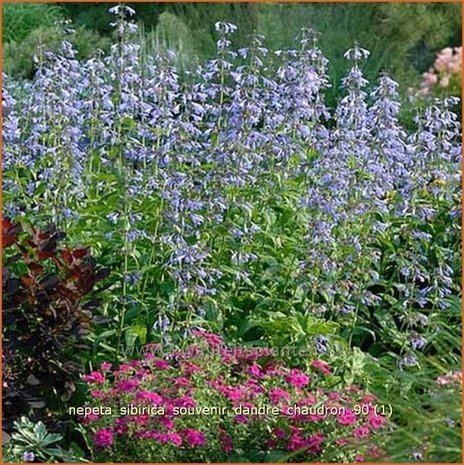 Nepeta sibirica 'Souvenir d'Andre Chaudron' | Kattekruid, Kattenkruid