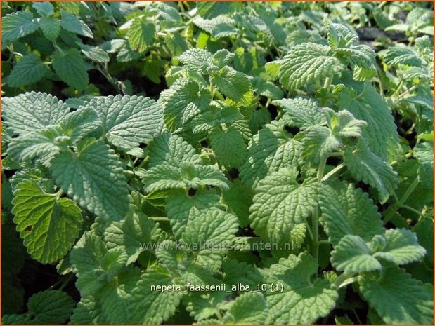 Nepeta faassenii 'Alba' | Kattekruid, Kattenkruid