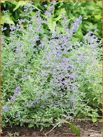 Nepeta faassenii 'Senior' | Kattekruid, Kattenkruid