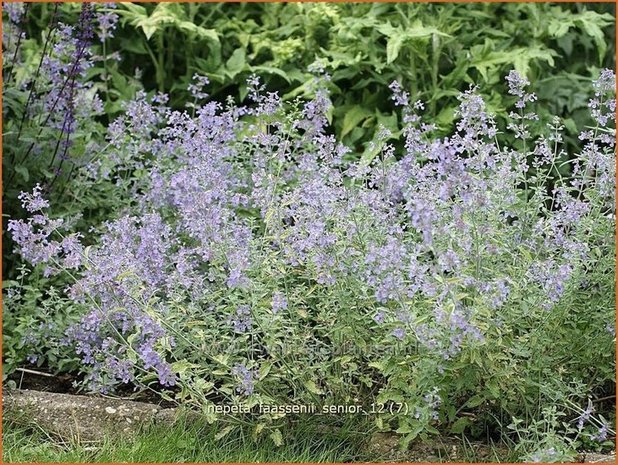 Nepeta faassenii 'Senior' | Kattekruid, Kattenkruid