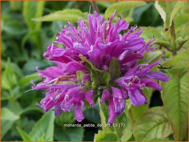 Monarda 'Petite Delight' | Bergamotplant, Indianennetel